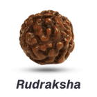 Rudraksha