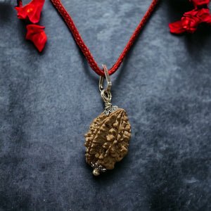 2 Mukhi Nepali Rudraksha - Do Mukhi